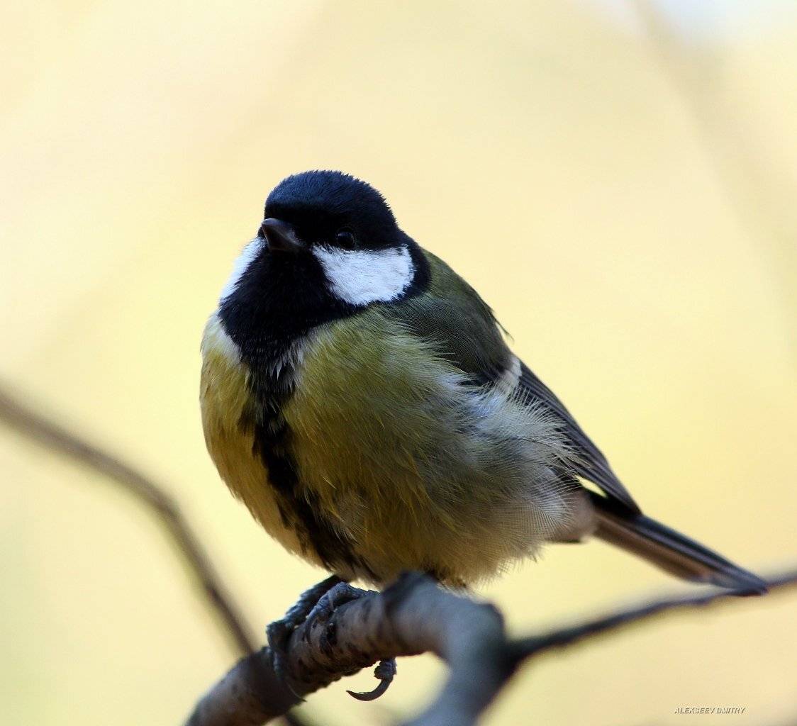 ЧЕГО ПРИНЕС?. Автор: Дмитрий Алексеев синичка,природа, Дмитрий Алексеев