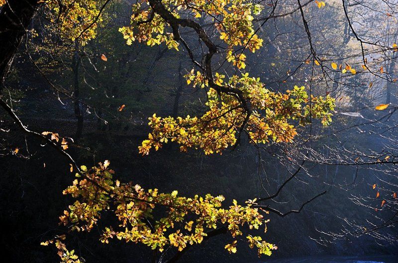 этюд, осень, дуб, кавказ, утро, солнце, листва Осенний этюдphoto preview