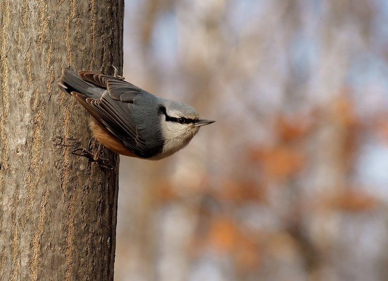 Эквилибристphoto preview