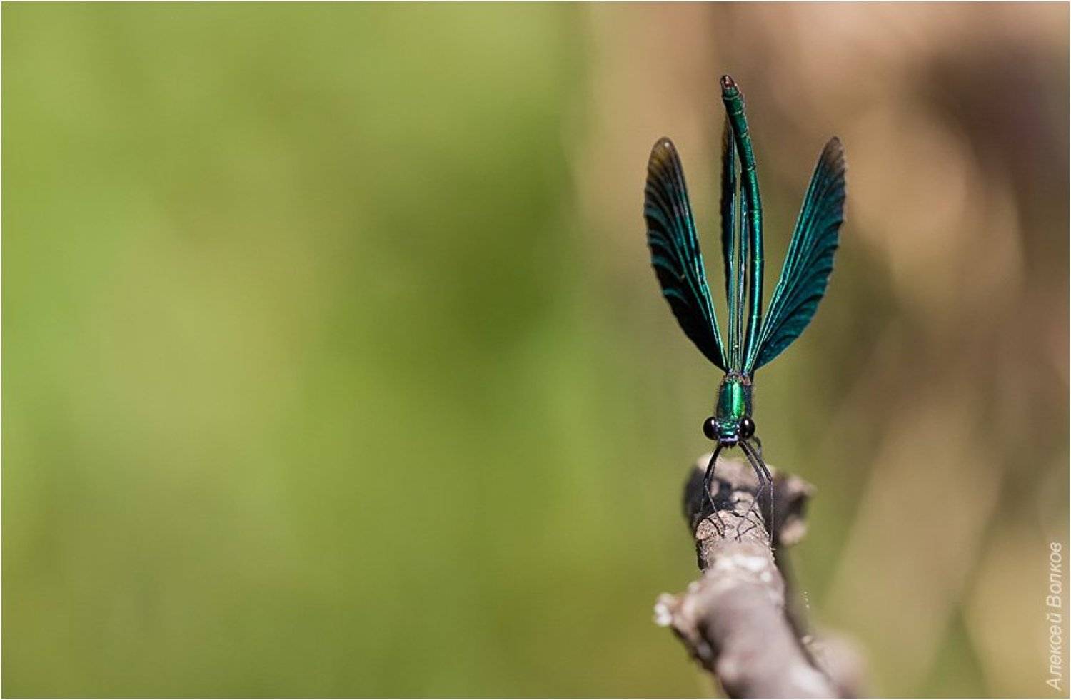 Держать хвост пистолетом!. Автор: Amazon-san стрекоза-красотка, самец, крылышки, пёрышки, коряжка, Amazon-san