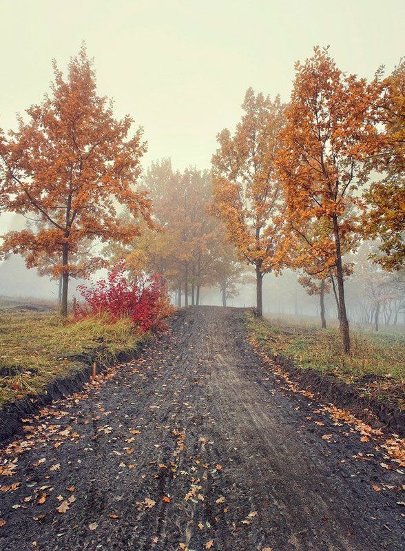 The Fogphoto preview