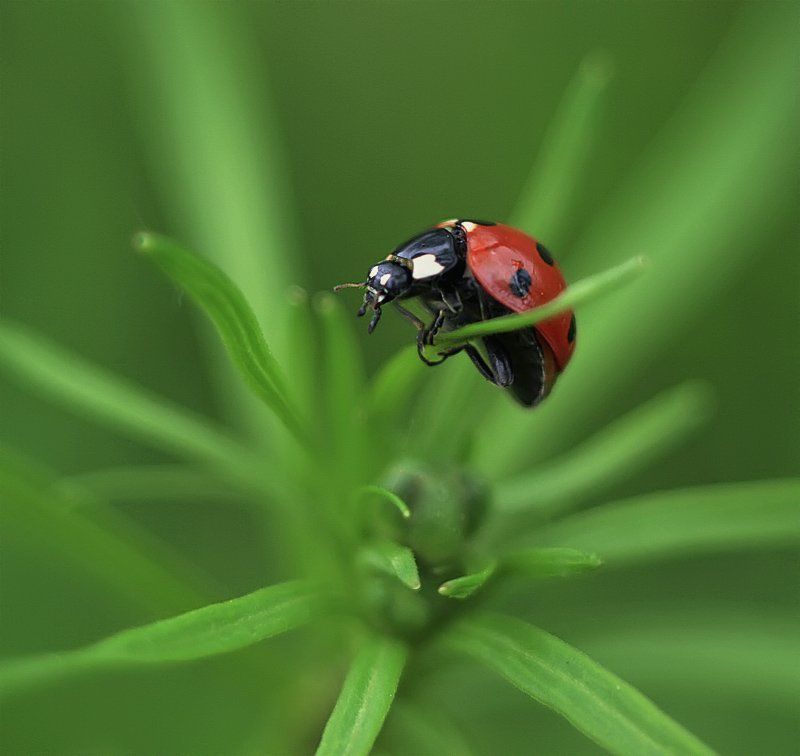 Какой такой паркур?photo preview
