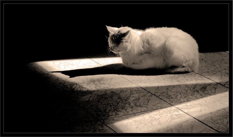 Чертовская теньphoto preview