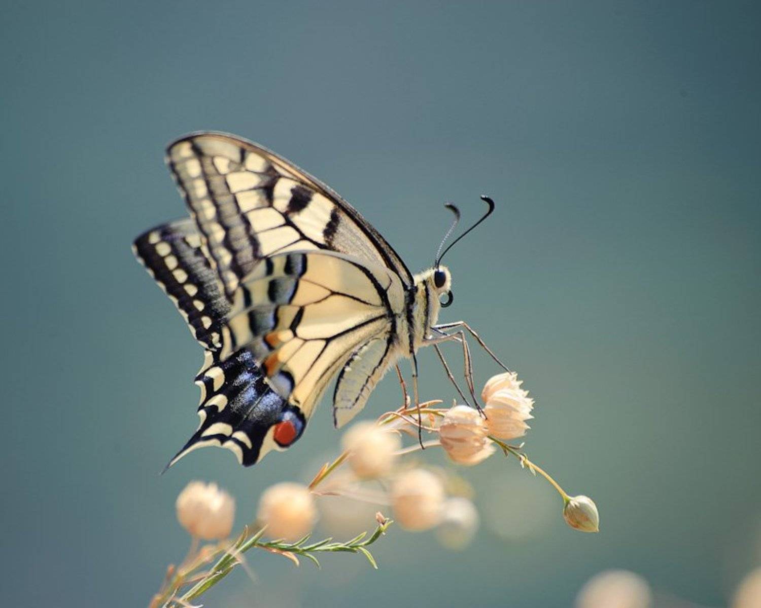 бабочка, макро, Alexandr Shutov
