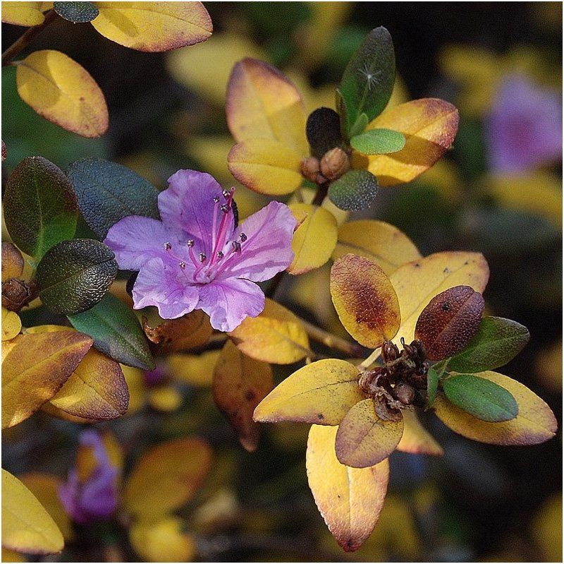 осень, цветок, времена_года Вопреки Правилам Осениphoto preview