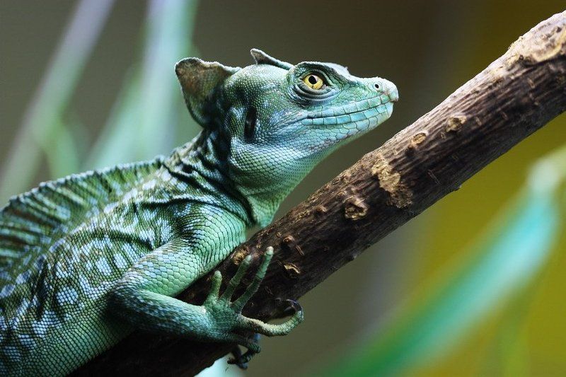 Дракончик симпатягаphoto preview