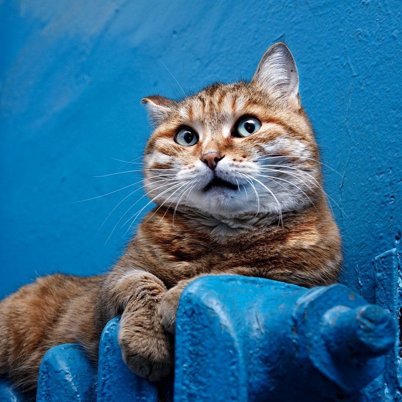 кошки,коты Это Ника-звезда подъезда.photo preview