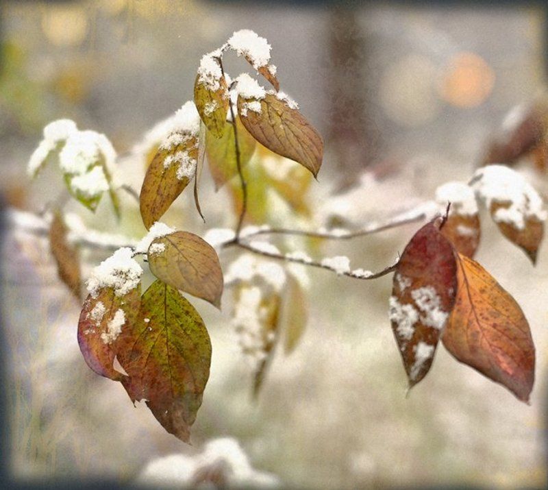 цвет, свет, осень, снег. Цвета поздней осени.photo preview