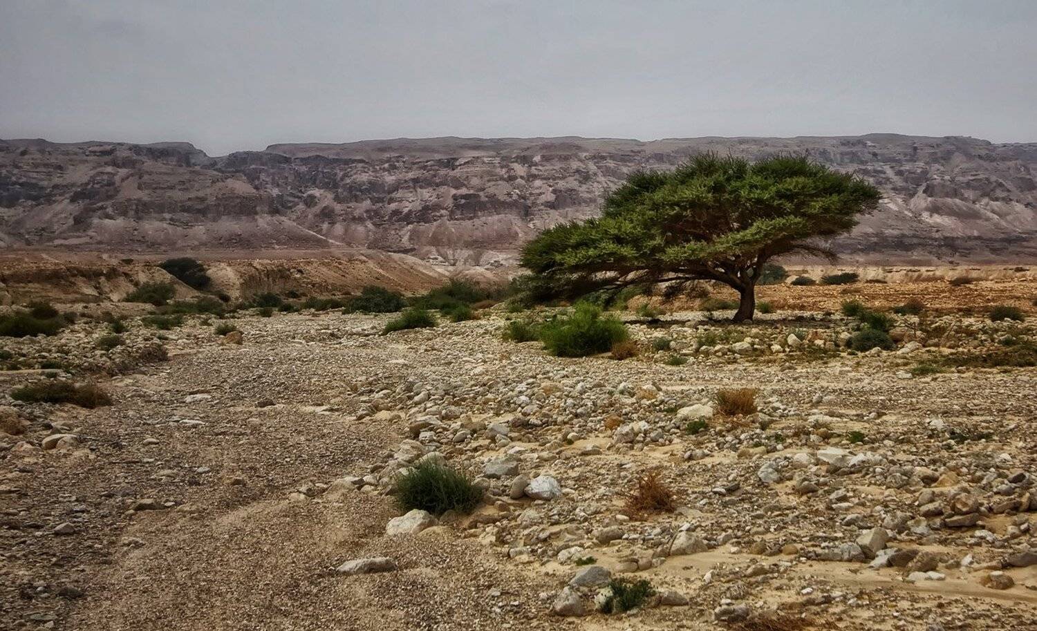 Анчар.... Автор: Наталья Кузнецова (Nateletro) израиль, пустыня, масада, Наталья Кузнецова (Nateletro)
