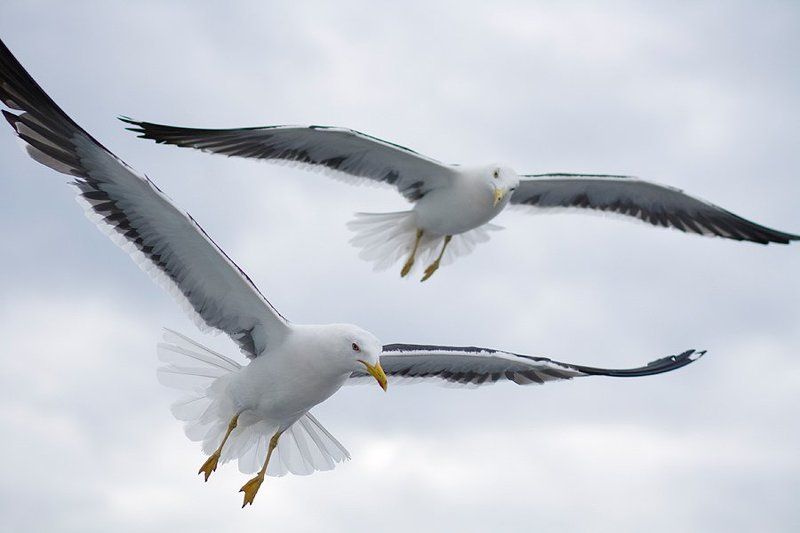 полет, птицы Полетphoto preview