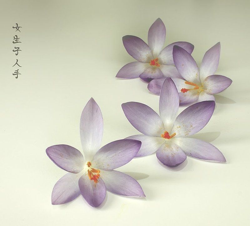 крокус вспоминая  Япониюphoto preview