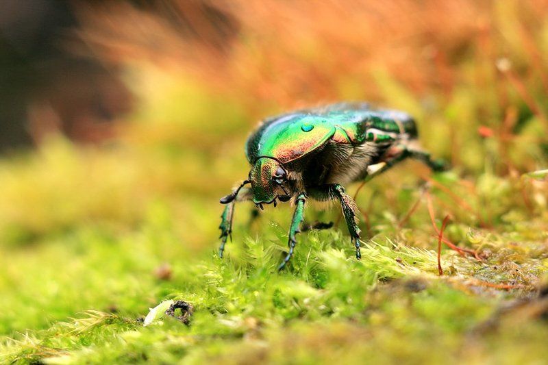 Mr. Rainbowphoto preview