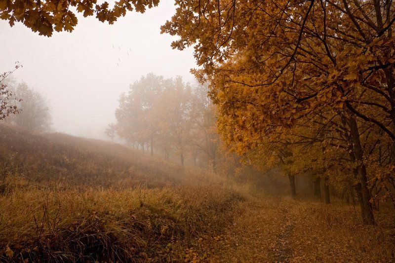 Таинственный лесphoto preview