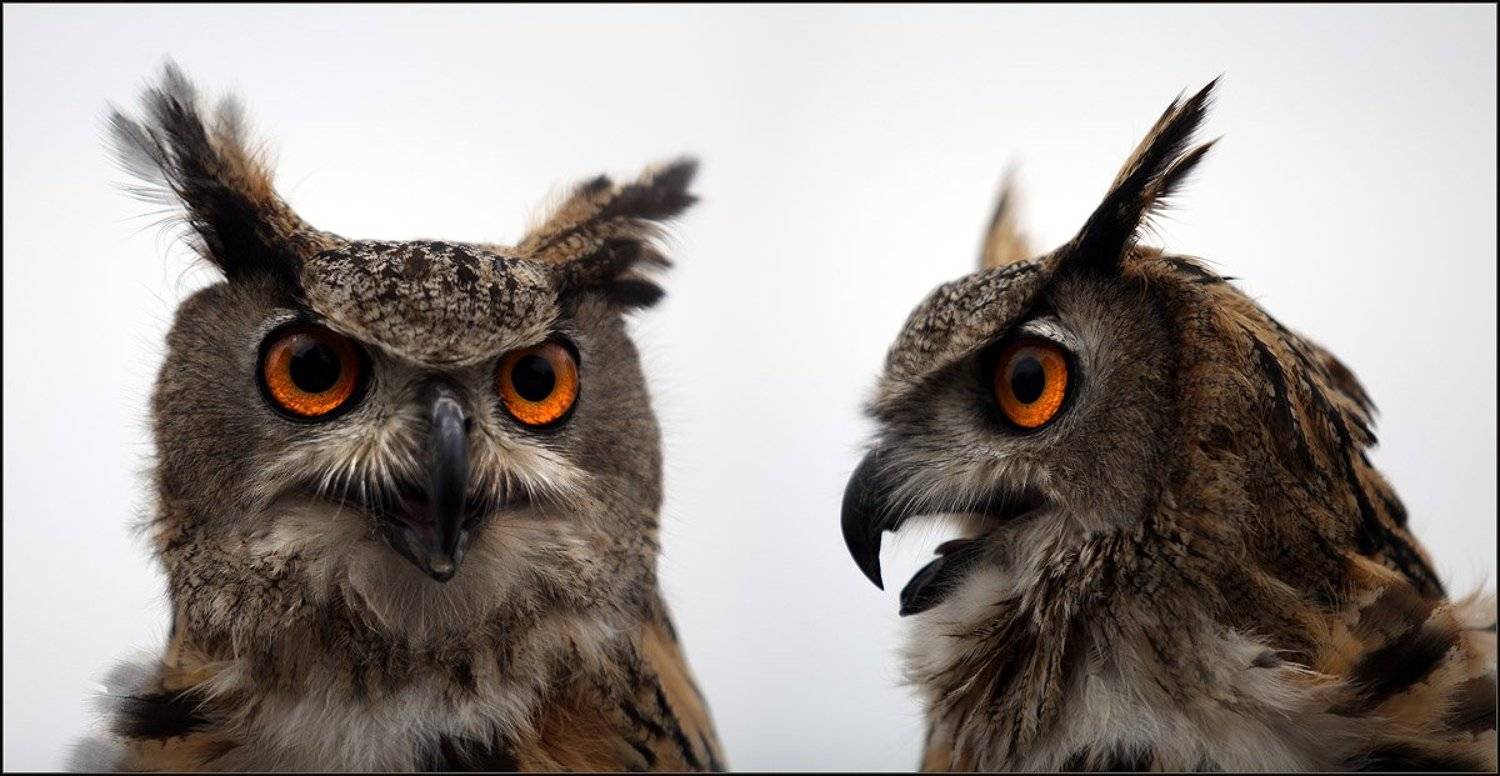 Внимание! РОЗЫСК!. Автор: Ханмурзин Павел филин, птица, , хорошая, Ханмурзин Павел