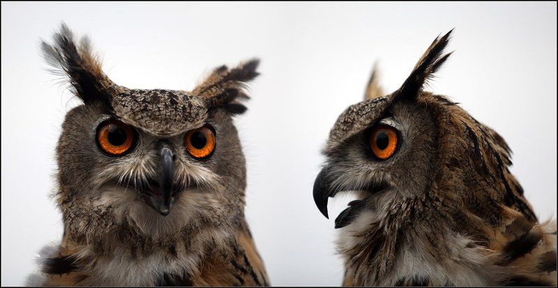 филин, птица, , хорошая Внимание! РОЗЫСК!photo preview