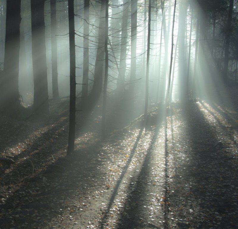 туман, лес Там чудеса...photo preview