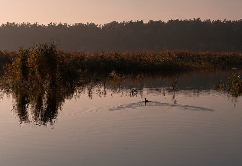 озеро, утро, , небо, уточка Ранним утром..photo preview