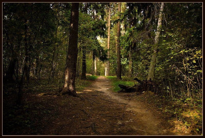 Однажды в лесу...photo preview