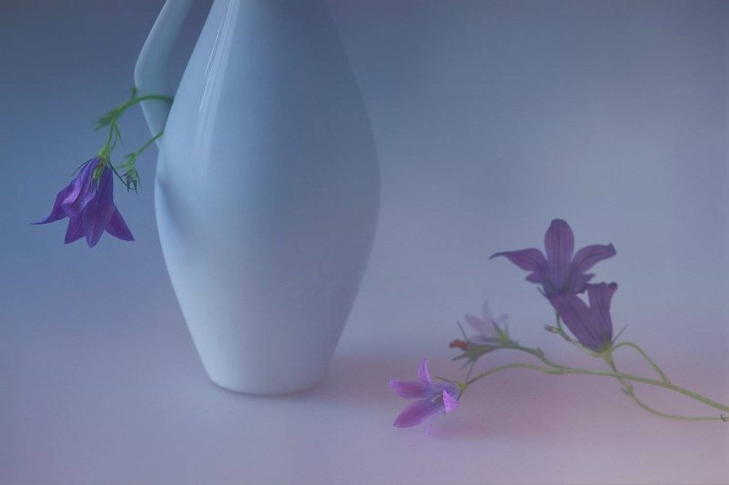 колокольчики, фото, натюрморт, цветы, Ольга Горелова