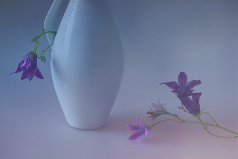 колокольчики, фото, натюрморт, цветы Колокольчики фото превью