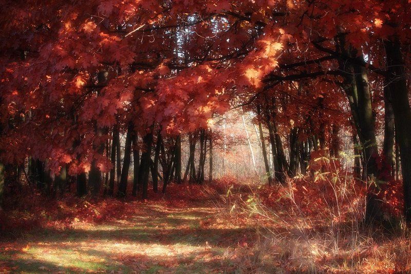 Осенние рисункиphoto preview