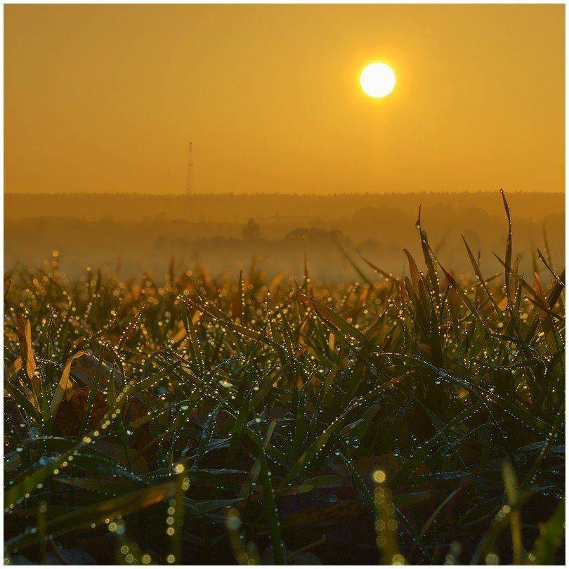 слезы заката. Автор: Oleg Dmitriev закат, роса, пейзаж, капли, трава, солнце, Oleg Dmitriev