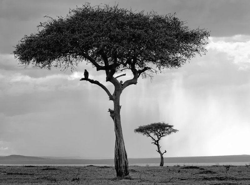 саванна, африка, кения, масаи мара Саваннаphoto preview