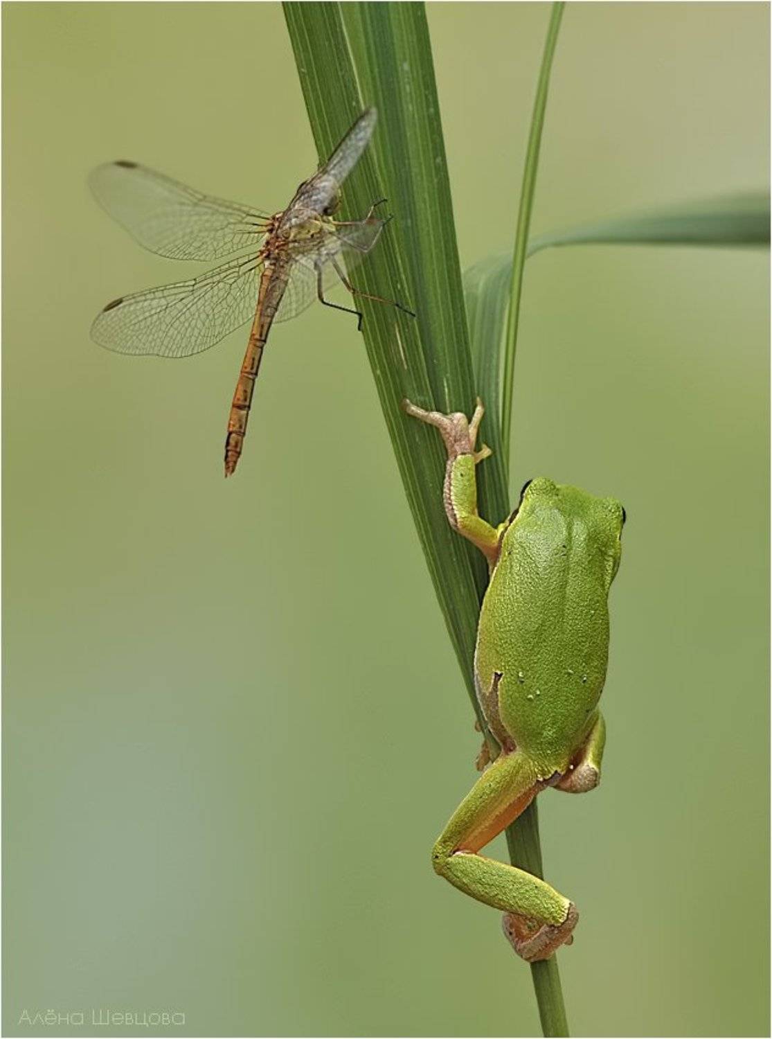 , Алёна Шевцова