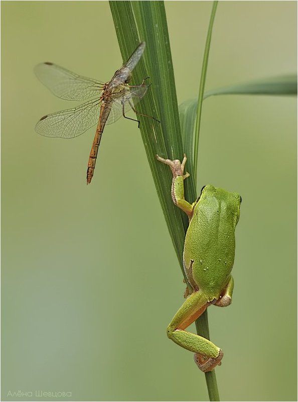 В засадеphoto preview