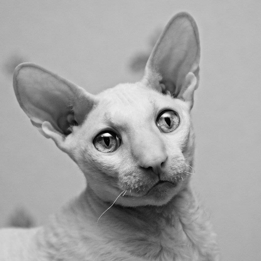 , Владислав Старов