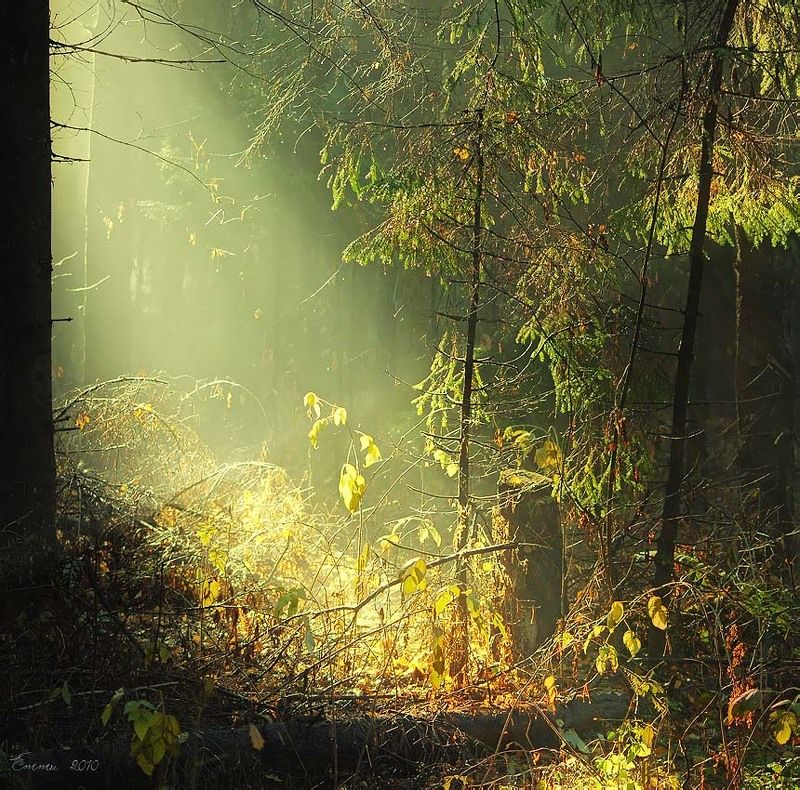 лес, природа, волшебство Идём за мной...... фото превью