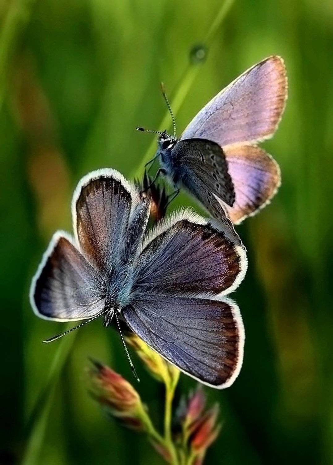 , Василий Черкасский