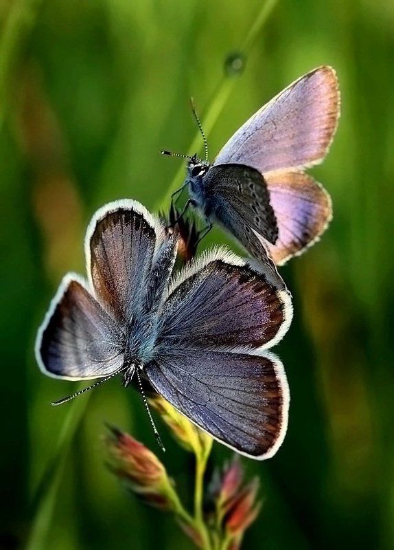 Размолвкаphoto preview