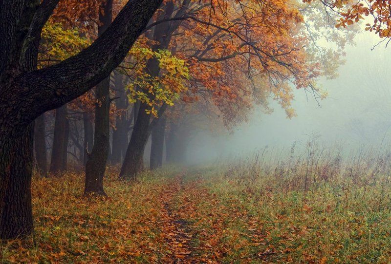 Morning in the Fogphoto preview