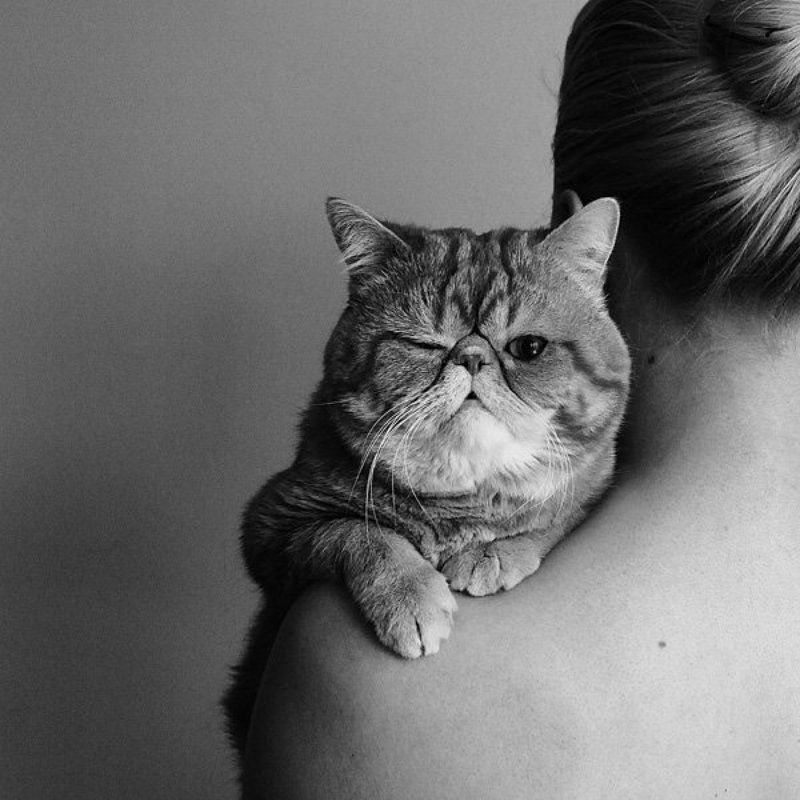 cat, girl, девушка, портрет, кот ...photo preview