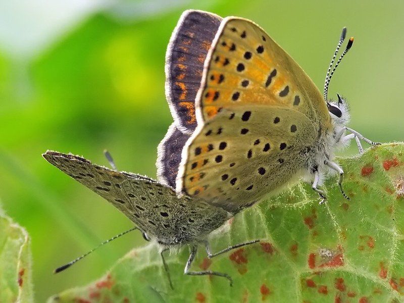бабочка, голубянка под солнцем осенним... фото превью