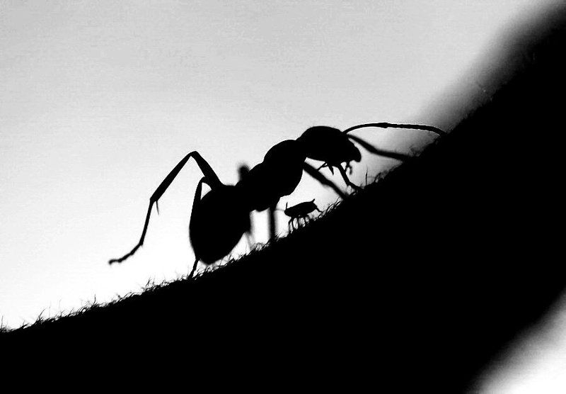 Театр теней (тля и муравей)photo preview