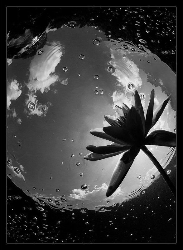 галактика, цветок, звезды, небо Galaxyphoto preview