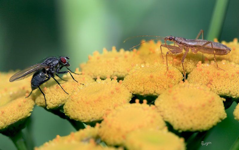 лето, цветок, клоп, и, мушка Мне сейчас Оса сказала, что уже похолодало...photo preview