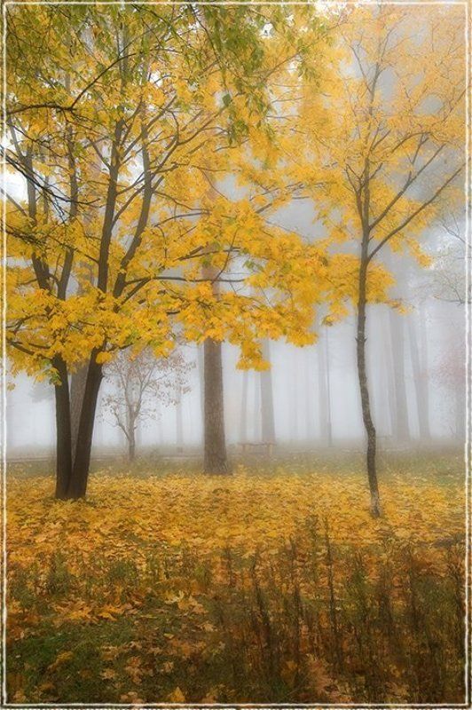 лес, осень, деревья, туман Туманный променадphoto preview