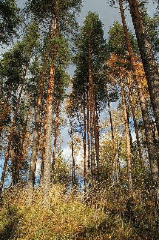 Осенний пригорокphoto preview