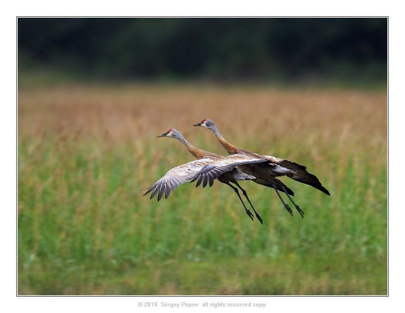птицы, журавли, аляска, отношения Пара...photo preview