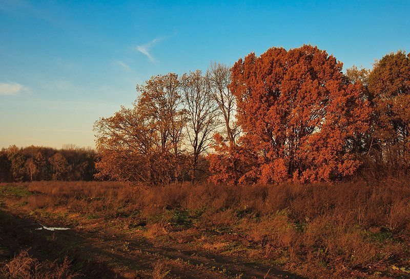 осень,подмосковье,рыжая Ярко-бурое утро.photo preview