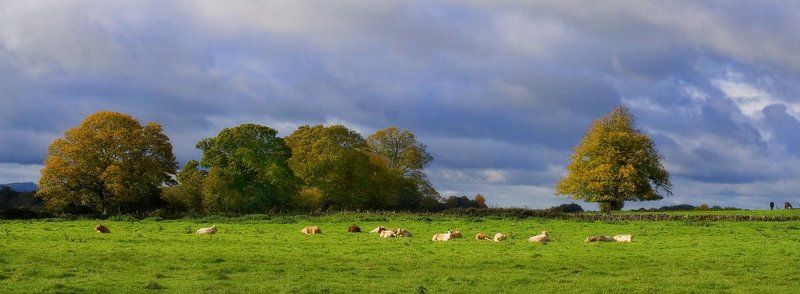 пастораль, корова, ирландия Пасторальphoto preview