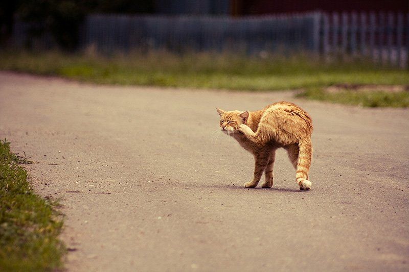 кот ***photo preview