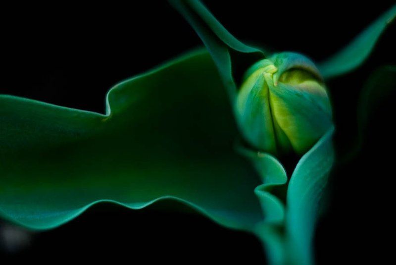 тюльпан, макро, геометрия Зеленая геометрияphoto preview