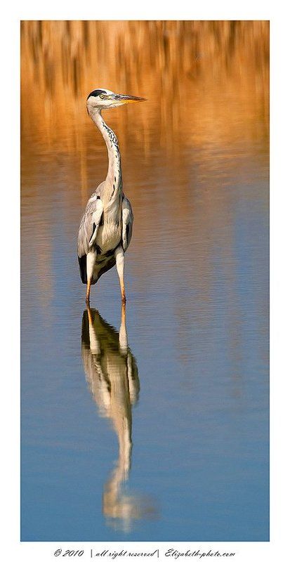 серая, цапля, grey, heron, израиль Серая цапля - Grey Heronphoto preview