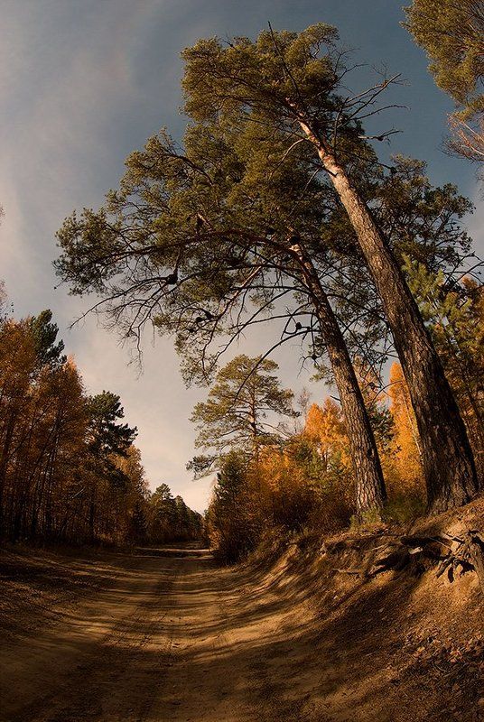 сосны, лиственницы, тайга, лес, осень Кланяясь прохожим....photo preview