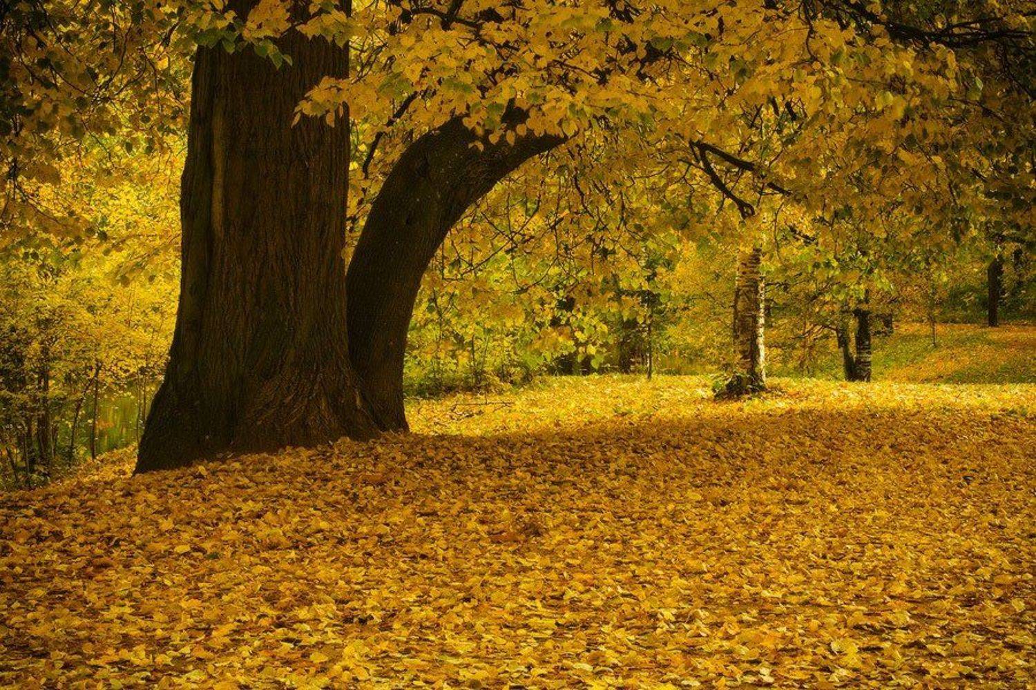 Осенняя аллея. Автор: Viktor Kalechenkov , Viktor Kalechenkov