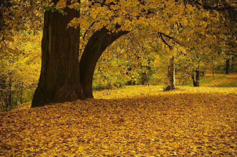 Осенняя аллеяphoto preview